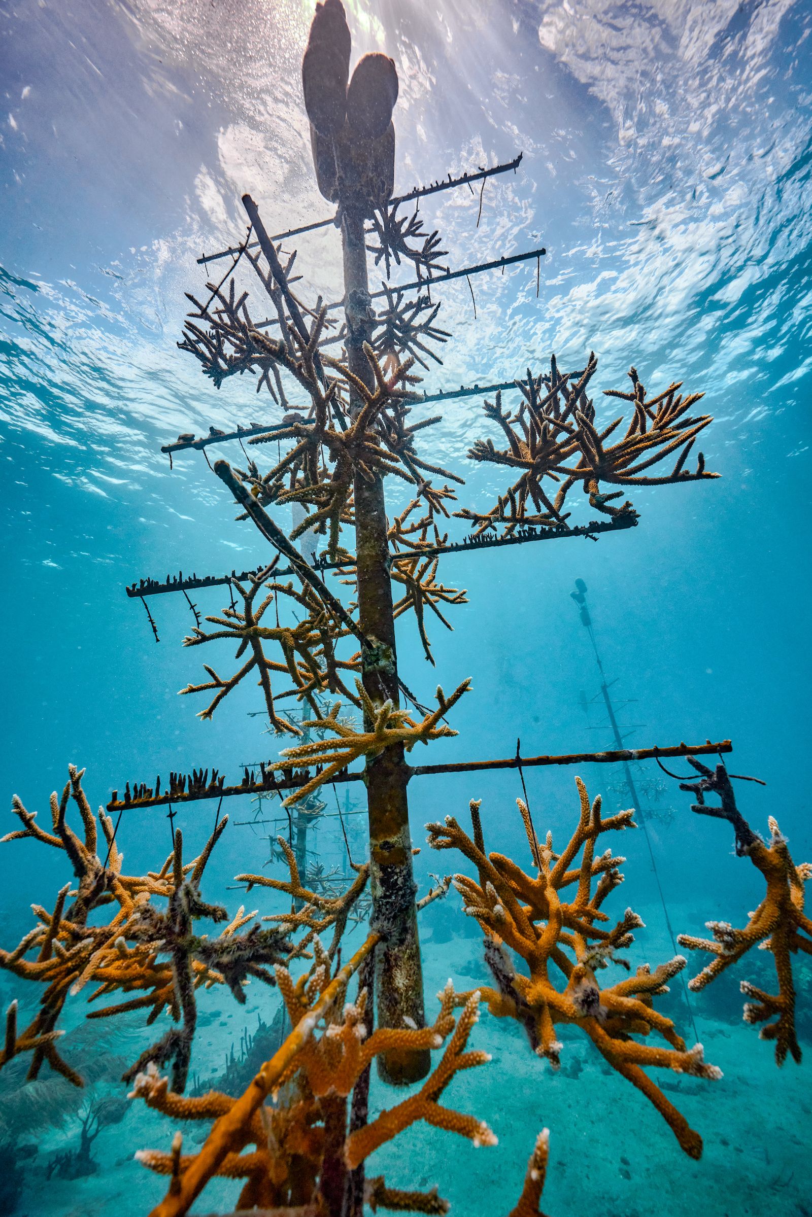 Coral-Restoration---Sandals-Foundation---Saint-Lucia-13