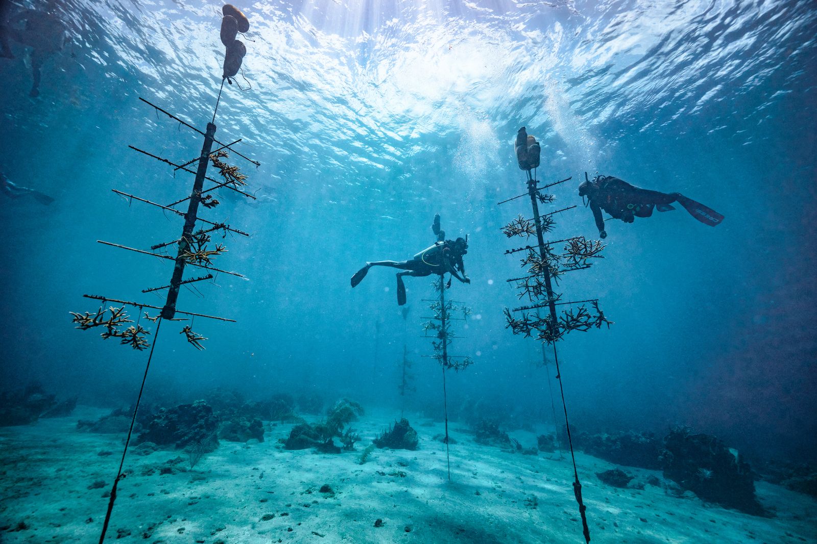 Coral-Restoration---Sandals-Foundation---Saint-Lucia-7
