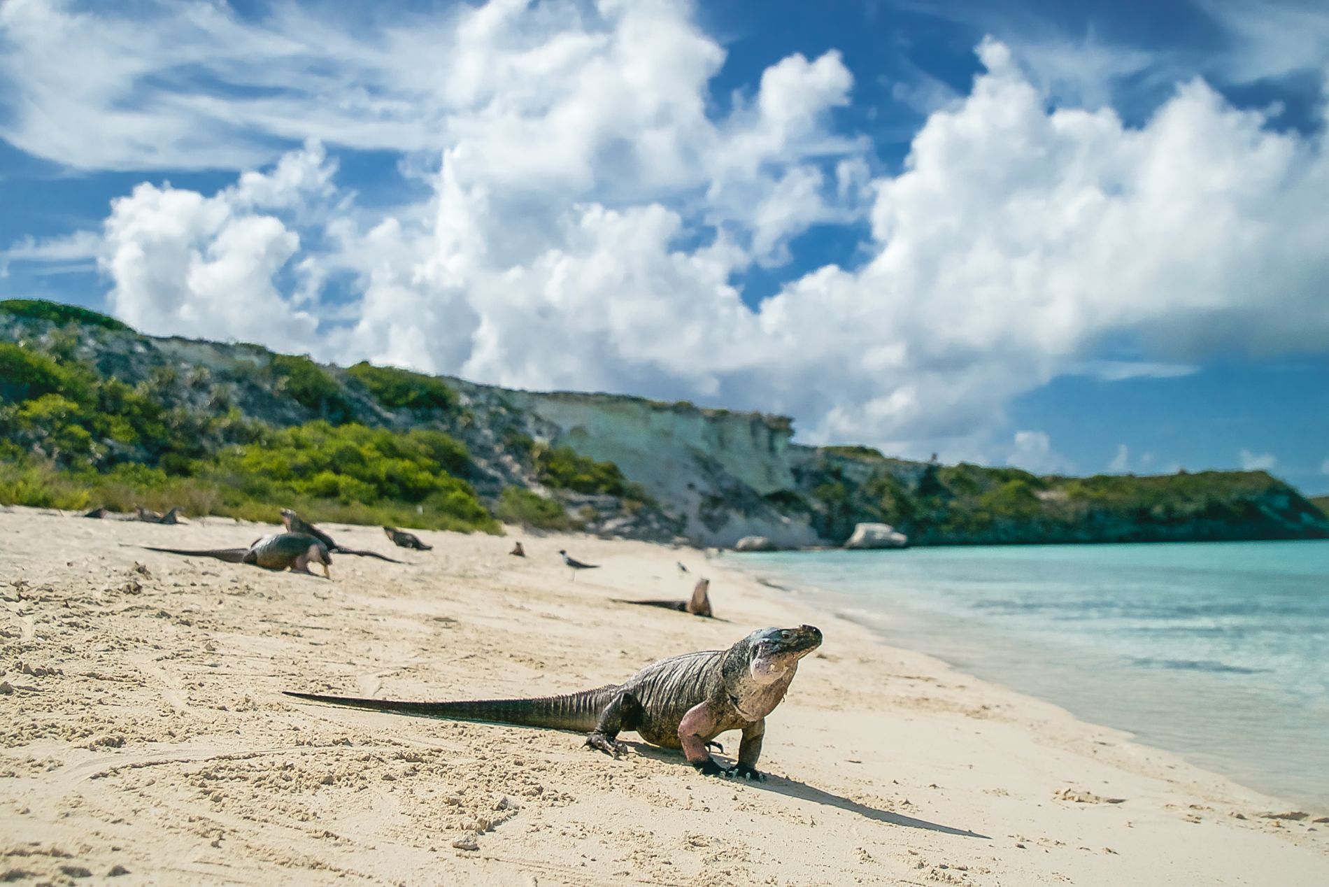 Bitter Guana Cay