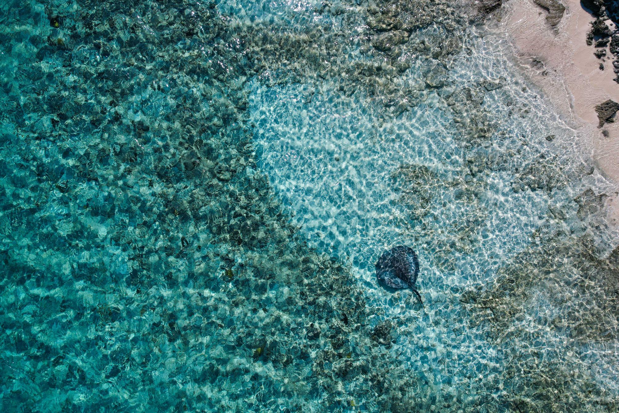 stingray-bahamas-snorkeling