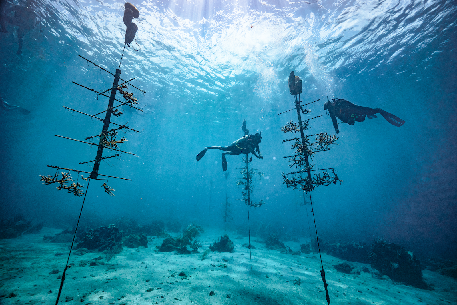 PNG-Version-Saint-Lucia-Scuba-PADI-Coral-Farming-32